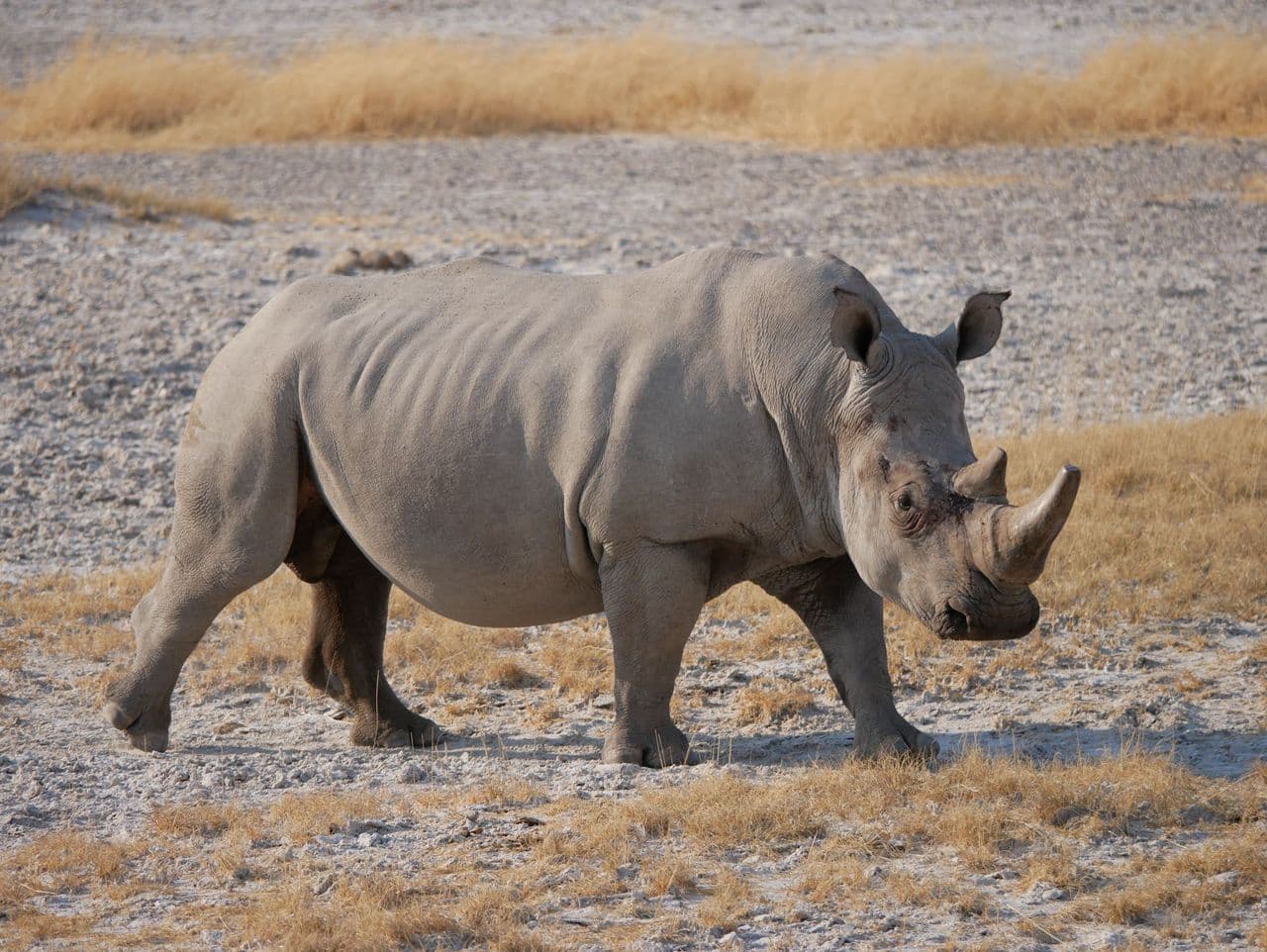 10-Day Desert Coastal Safari Dreams Mid-Range — photo 3