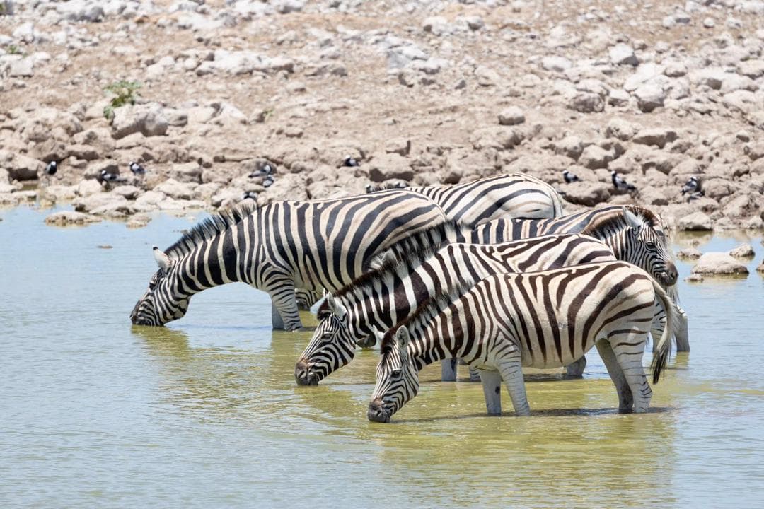 Etosha National Park