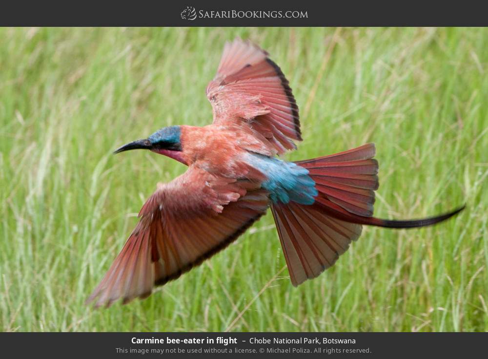 Chobe National Park 006