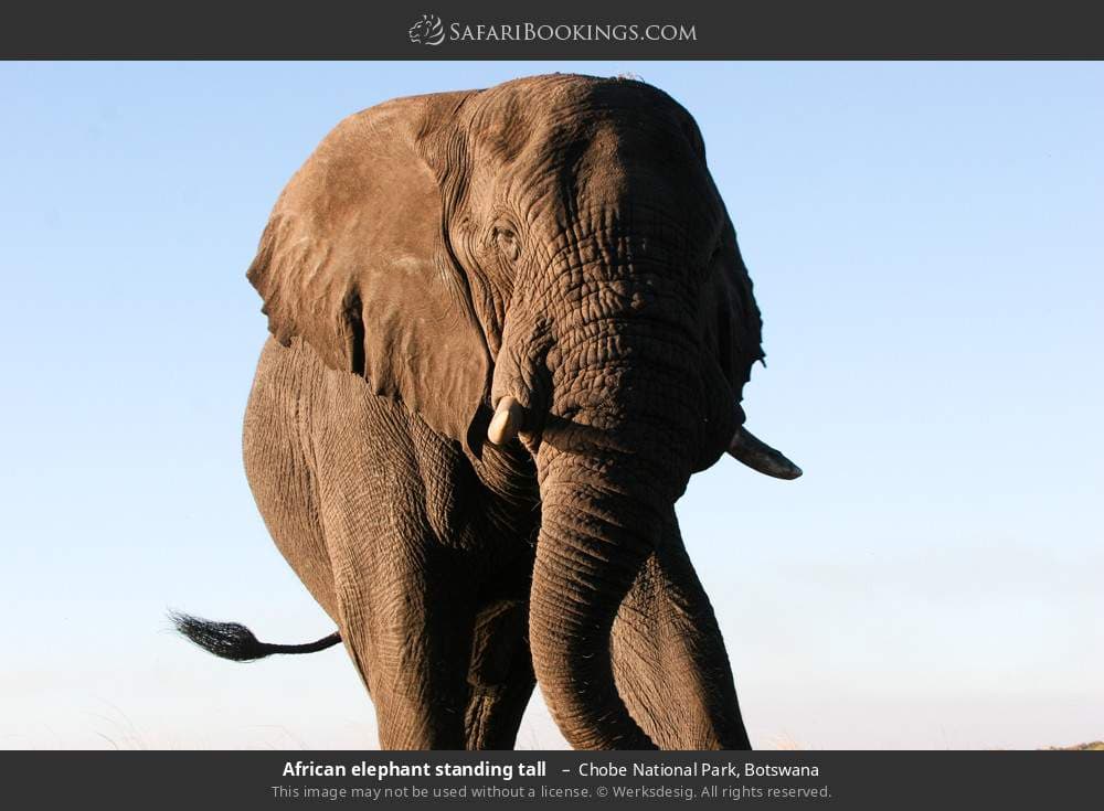 Chobe National Park 015