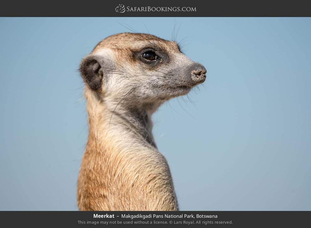 Makgadikgadi Pans National Park 044