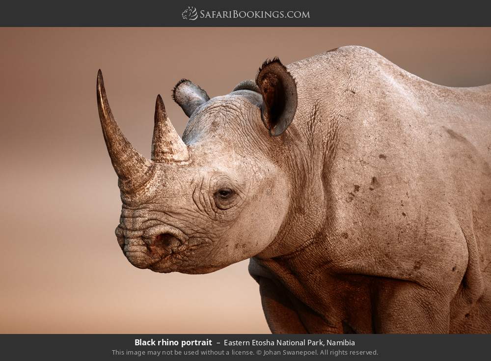 Eastern Etosha National Park 004