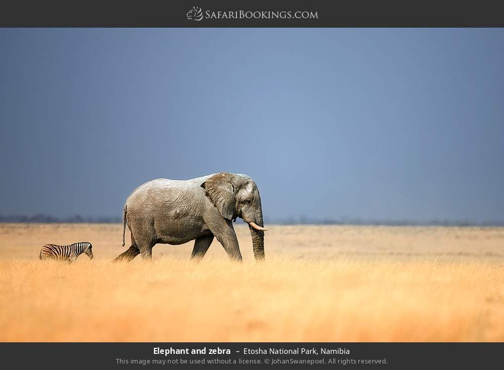Etosha National Park 048