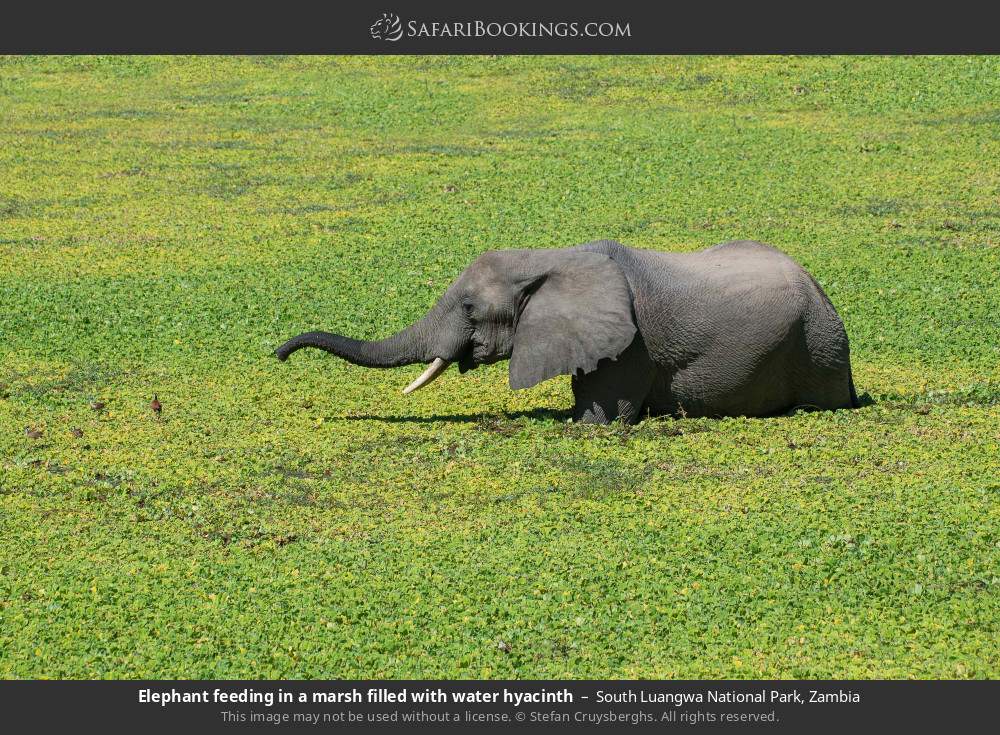 South Luangwa National Park 049