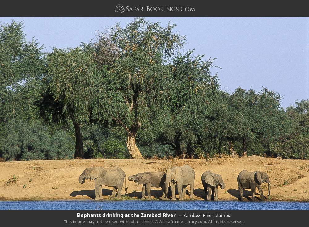 Zambezi River 003