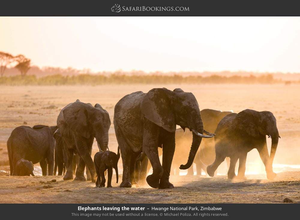 Hwange National Park 005