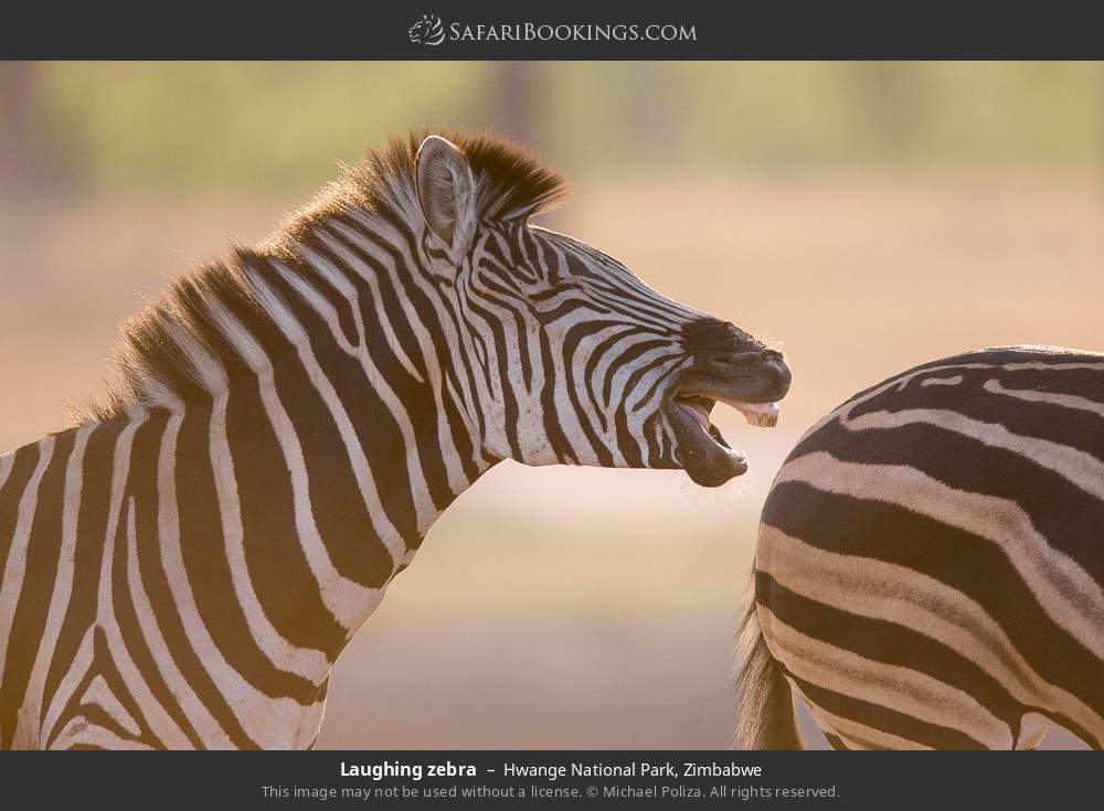 Hwange National Park 013