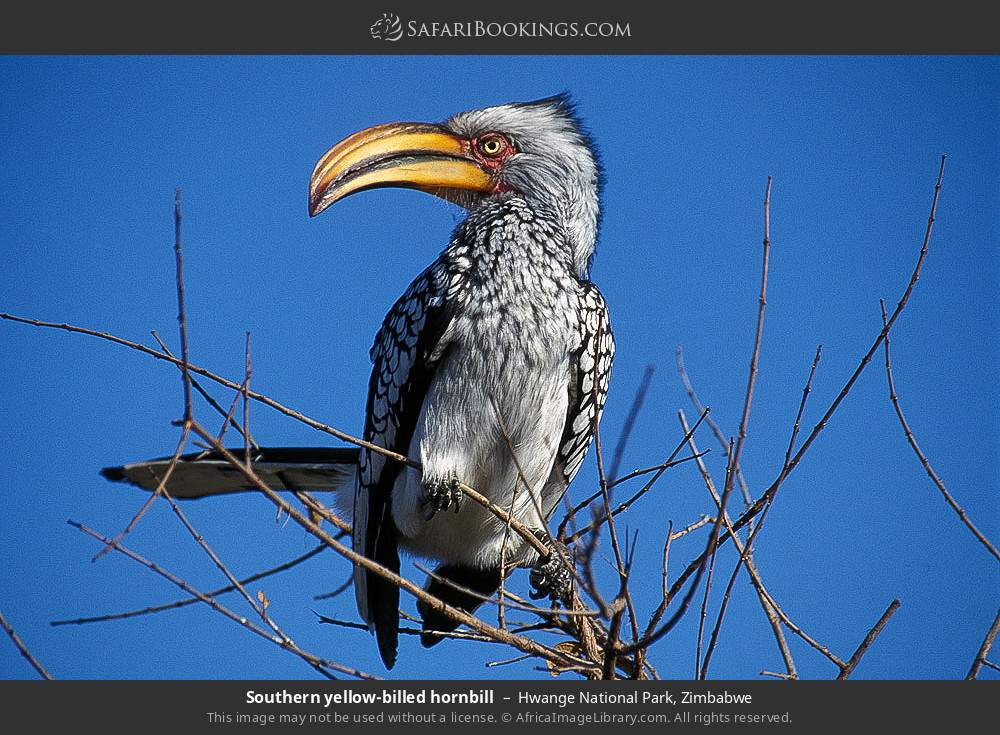 Hwange National Park 034