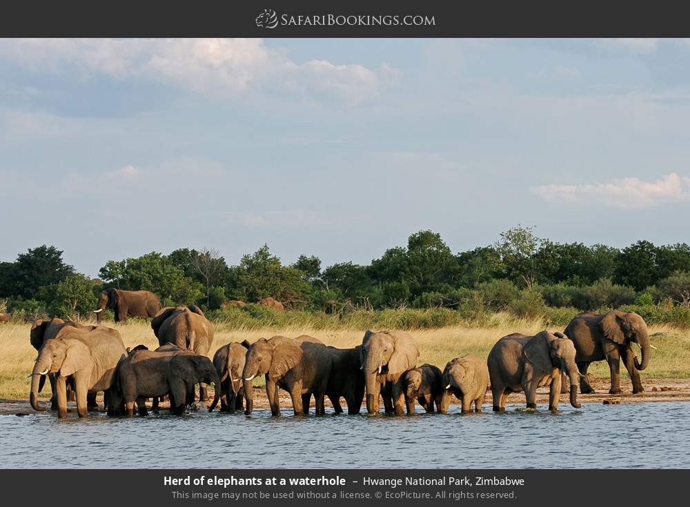 Hwange National Park 062