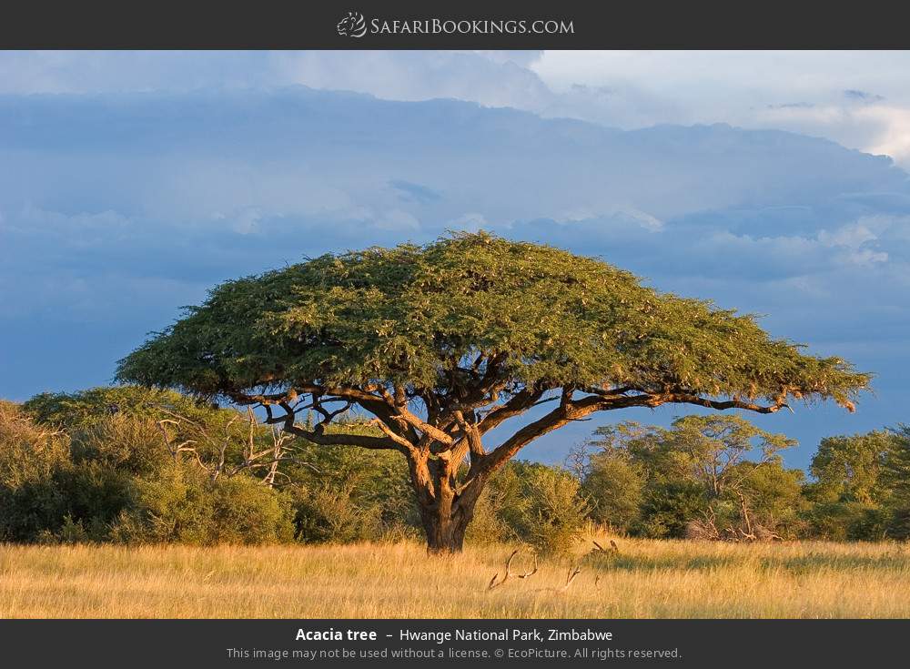 Hwange National Park 064