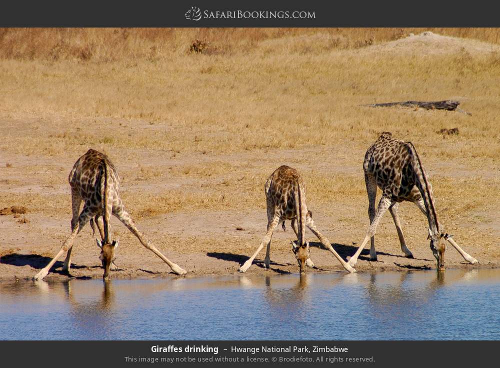 Hwange National Park 067