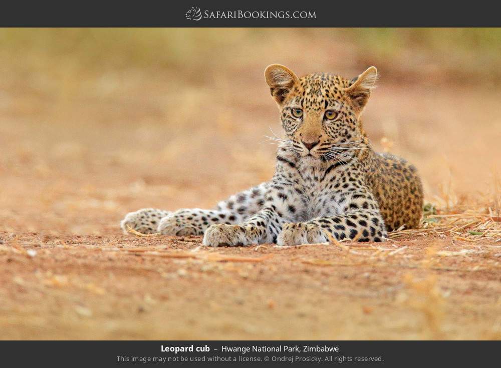 Hwange National Park 078