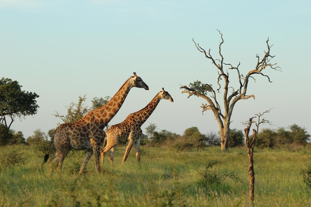 Africa is waiting for you